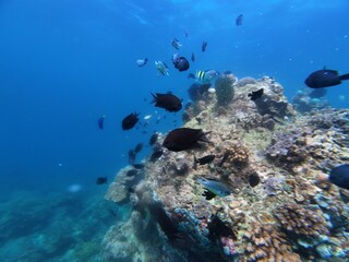 Naklejka premium Underwater sea ocean water with beautiful diverse corals and fishes swimming 