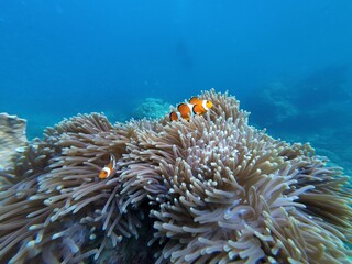 Ocellaris Clownfish swimming in sea anemone 