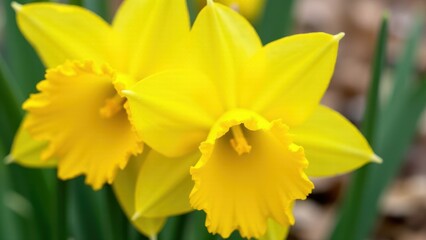 Bright yellow daffodils in full bloom with green stems in the background.