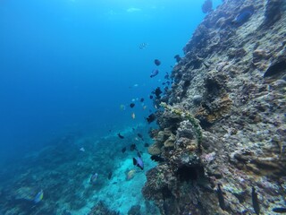 Underwater sea ocean water with beautiful diverse corals and fishes swimming 