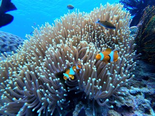Ocellaris Clownfish swimming in sea anemone 