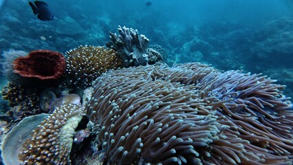 Fototapeta premium Ocellaris Clownfish swimming in sea anemone 