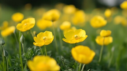 Fototapeta premium CloseUp of Vibrant Yellow Wildflowers Blooming in a Green Meadow : Generative AI