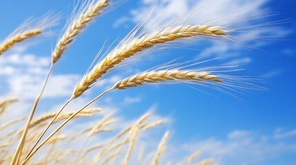 Ripened Wheat Against a Gorgeous Blue Sky and Wispy Clouds in a Picturesque Rural Setting : Generative AI