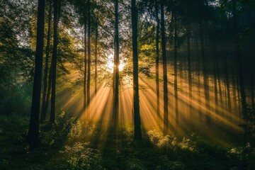 Fototapeta premium A mesmerizing view of sunlight streaming through tall trees, creating a magical forest atmosphere at dawn.