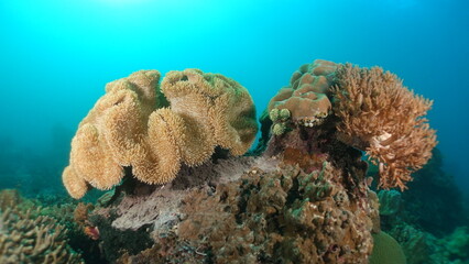 Underwater sea ocean water with beautiful diverse corals and fishes swimming 