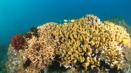 Underwater sea ocean water with beautiful diverse corals and fishes swimming 