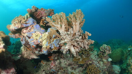 Underwater sea ocean water with beautiful diverse corals and fishes swimming 
