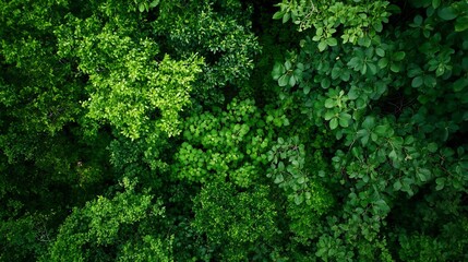 Fototapeta premium Aerial view of dense green forest foliage showing a rich ecosystem and vibrant colors : Generative AI
