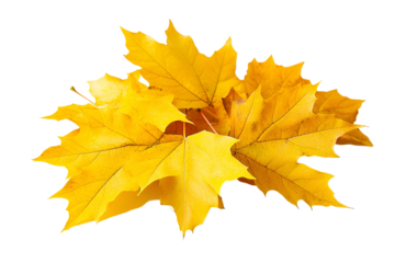 yellow maple leaf