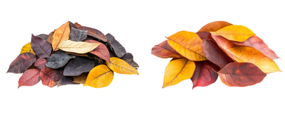 pile of autumn leaves isolated