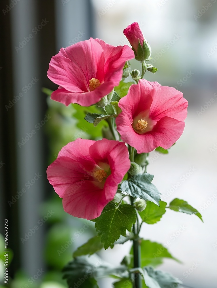 Poster beautiful pink flowers blooming in a soft light creating a delicate and appealing indoor atmosphere 