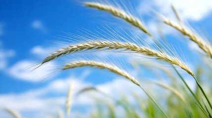 Golden Wheat Fields Under Bright Blue Sky with Soft Clouds : Generative AI