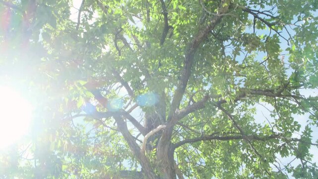 Happy adult woman meditates while sitting in sunlight under green trees. Practicing yoga in nature, enjoying harmony with woods. Summer retreat.