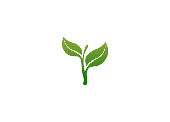 Fototapeta premium the beginning of green seeding on a white background 