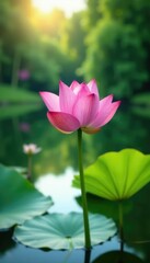 Obraz premium Pink lotus flower blooming in the foreground of a peaceful lake, reflections, plant growth