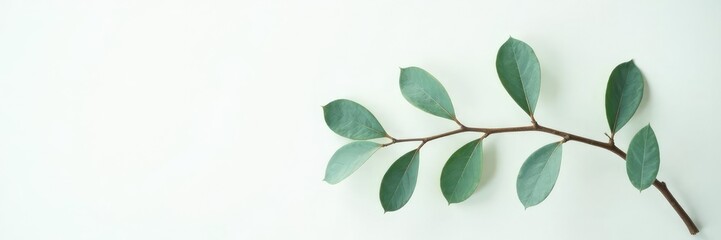 Simple branch with eucalyptus leaves against soft white background, pure, leaf