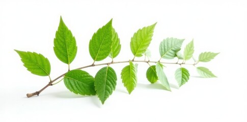 Fototapeta premium Single branch with leaves isolated on white background, nature, green