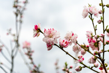 Fototapeta premium 花桃