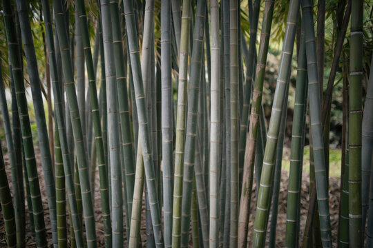 bamboo forest background