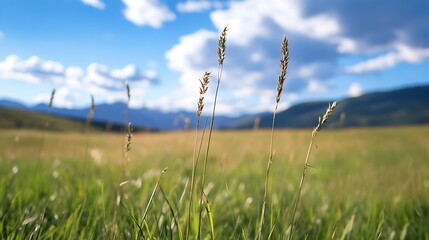 Fototapeta premium Vibrant natural landscape showcasing grass swaying gently beneath a dramatic blue sky with clouds : Generative AI