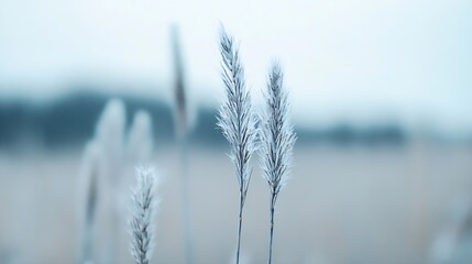 Obraz premium Frost Covered Grass Making Beautiful Texture on a Winter Day : Generative AI