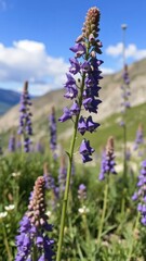 Obraz premium Aconitum flowers thrive in the high altitude mountains, aconitum, wildflowers