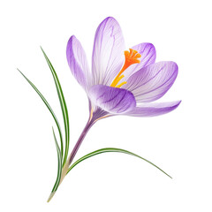 Obraz premium Purple Crocus Flower Spring Bloom Colorful Stripes