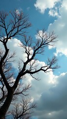 Leafless branches against a cloudy sky, intricate patterns , photo, fall, forest