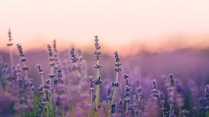 Fototapeta premium Lavender Field at Sunset: A close-up shot of a vibrant field of lavender bathed in the soft, warm hues of a sunset.