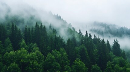 Fototapeta premium Misty mountain landscape showcasing dense green forests shrouded in fog creating a mysterious atmosphere : Generative AI