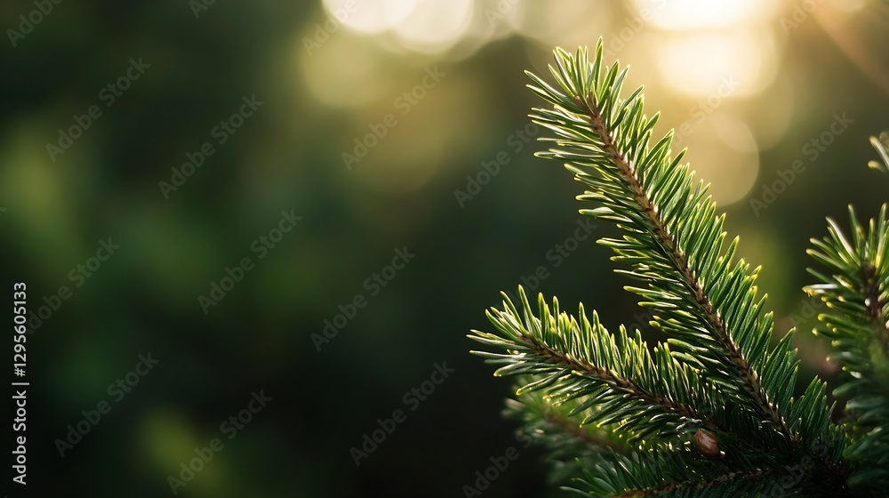 Aufkleber Close up view of a lush green pine branch bathed in soft sunlight creating a serene natural atmosphere : Generative AI