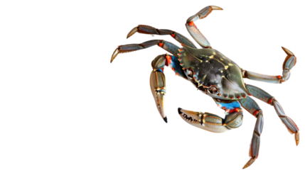 Blue crab isolated on transparent background showing claws and legs