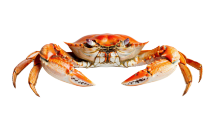 Large orange crab with claws extended on transparent background