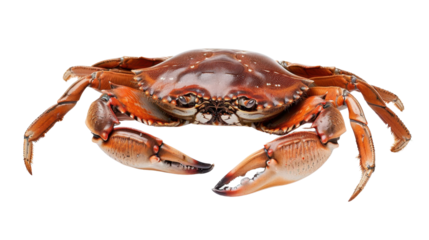 Dungeness crab isolated on transparent background showing claws and body