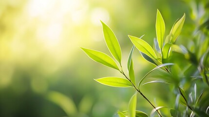 Obraz premium Delicate green leaves illuminated by soft sunlight in a lush forest setting symbolizing nature's beauty : Generative AI