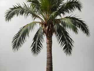 Obraz premium High-Resolution Isolated Tropical Palm Tree Cutout with Detailed Leaves and Textured Trunk