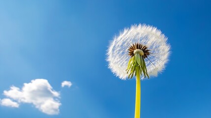 Obraz premium Closeup view of a vibrant dandelion against a bright blue sky with soft clouds highlighting its beauty : Generative AI
