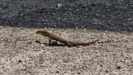 Small Lizard with Patterned Scales Sunbathing on Rocky Ground