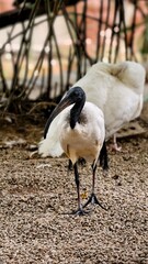 Majestic Black-Headed Ibis Standing on Rocky Ground in a Natural Habitat