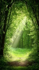 Obraz premium Sunbeams Through Lush Green Forest Canopy