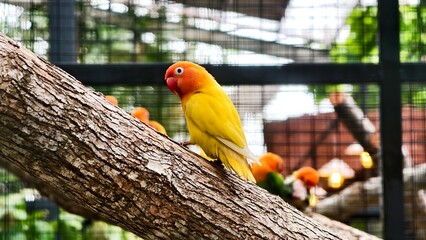  Vibrant Yellow Lovebird Perched on a Tree Branch in an Aviary