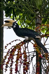 Oriental Pied Hornbill Perched on a Tree with Colorful Berries