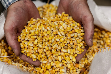 Handful of Corn Grains