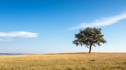 Fototapeta premium Beautiful solitary tree in a vast golden field under a clear blue sky : Generative AI