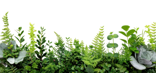 PNG Plant border backgrounds nature flower.