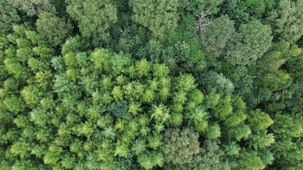 Overhead shot of dense green forest