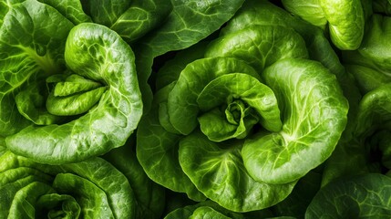Fototapeta premium Close-up of modern lettuce harvesting technology in soft light in the USA
