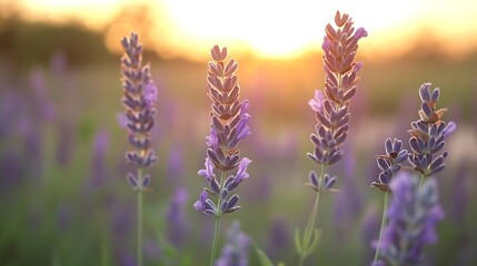 Obraz premium Lavender Flowers Blooming in a Field at Sunset Creating a Peaceful and Romantic Mood : Generative AI