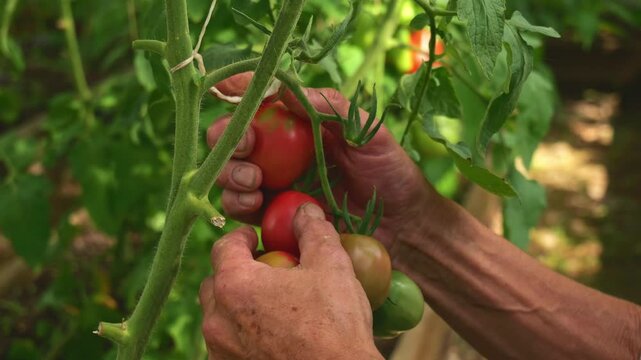  Hands picking ripe tomatoes from a greenhouse vine, showcasing organic gardening. Fresh, pesticide-free vegetables support a healthy lifestyle and sustainable farming